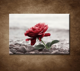 Červená ruža na kameňoch