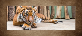 Odpočívajúci tiger – 170 x 60 cm