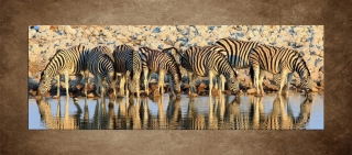 Pijúce zebry – 170 x 60 cm