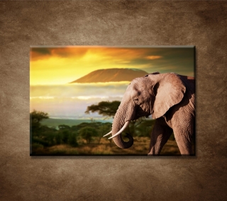 Slon v Afrike