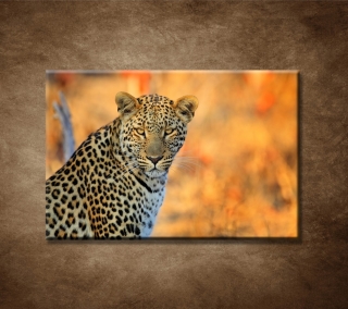 Africký leopard