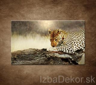 Odpočívajúci leopard