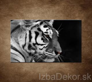 Tiger - detail