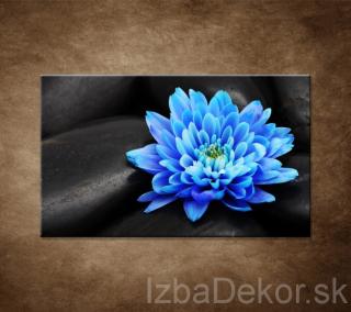 Modrý kvet na kameňoch