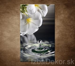 Biely kvet nad vodou
