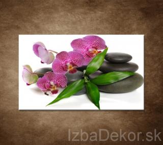 Orchidea na kameňoch