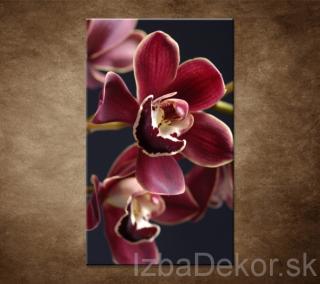 Bordová orchidea