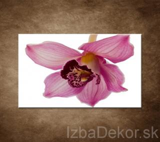 Orchidea - detail