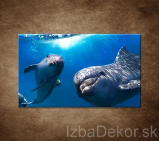 Delfíni pod vodou